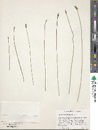 Eleocharis palustris image