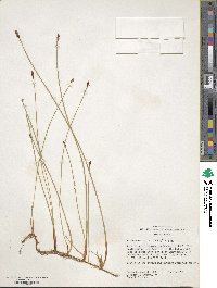 Eleocharis palustris image