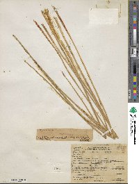 Eleocharis palustris image