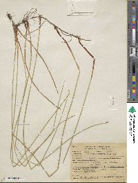 Eleocharis palustris image