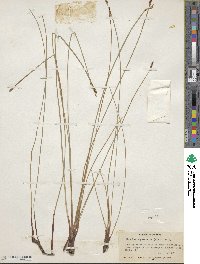 Eleocharis palustris image