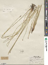 Eleocharis palustris image