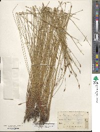 Eleocharis palustris image