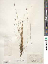 Eleocharis palustris image