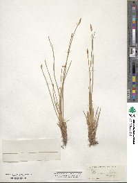 Eleocharis palustris image