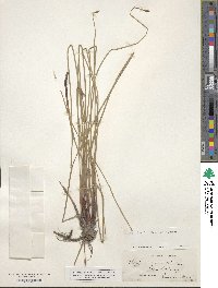 Eleocharis palustris image