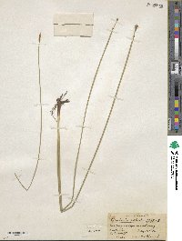 Eleocharis palustris image