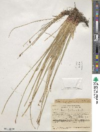 Eleocharis palustris image