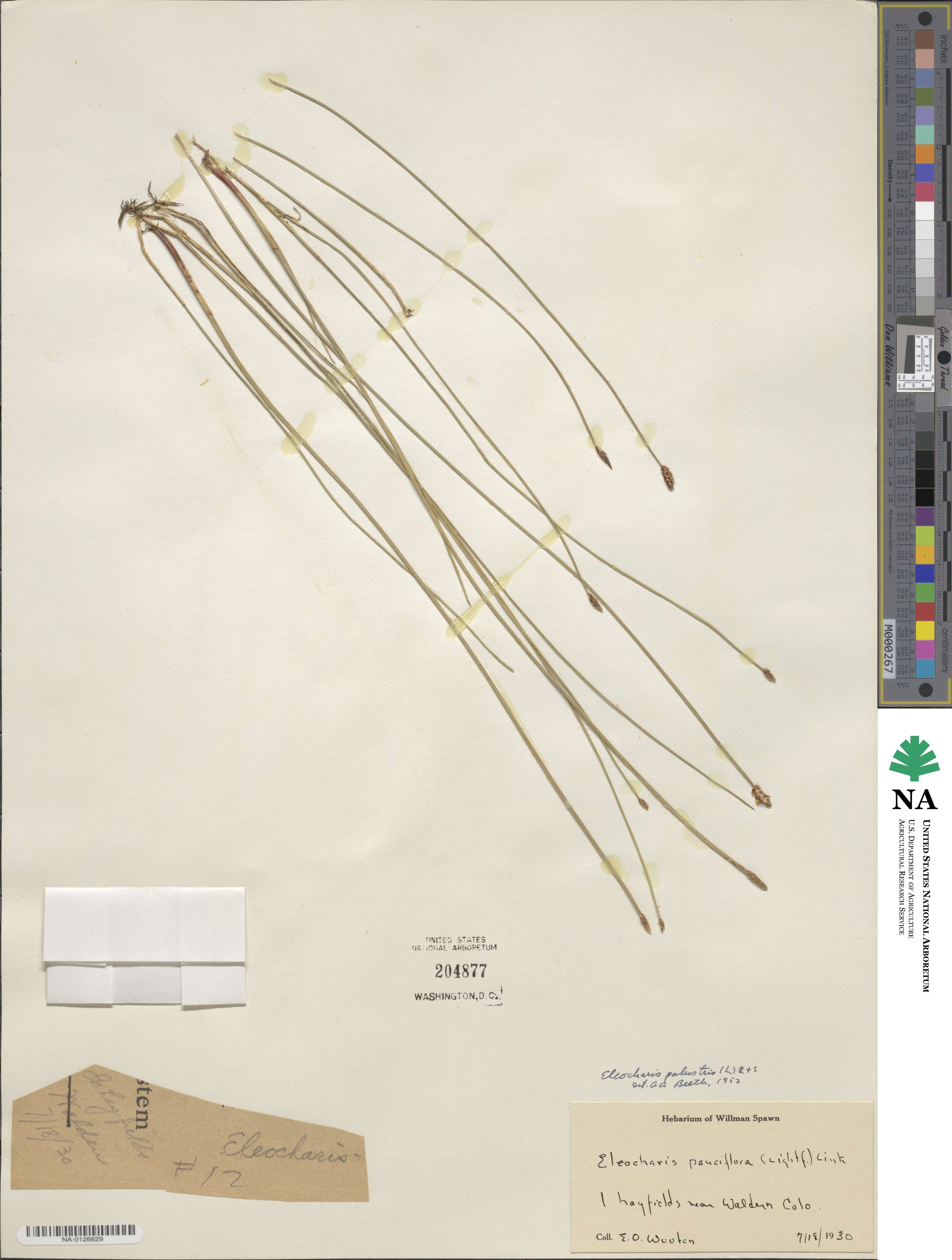 Eleocharis palustris image