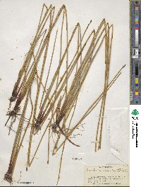 Eleocharis palustris image