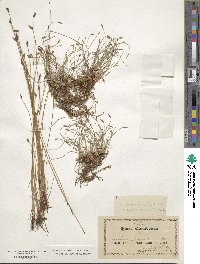 Eleocharis palustris image