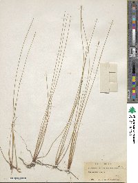 Eleocharis palustris subsp. palustris image