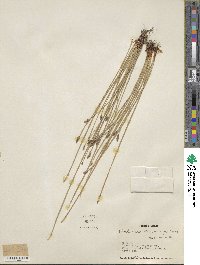 Eleocharis palustris image