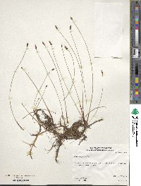 Eleocharis parishii image