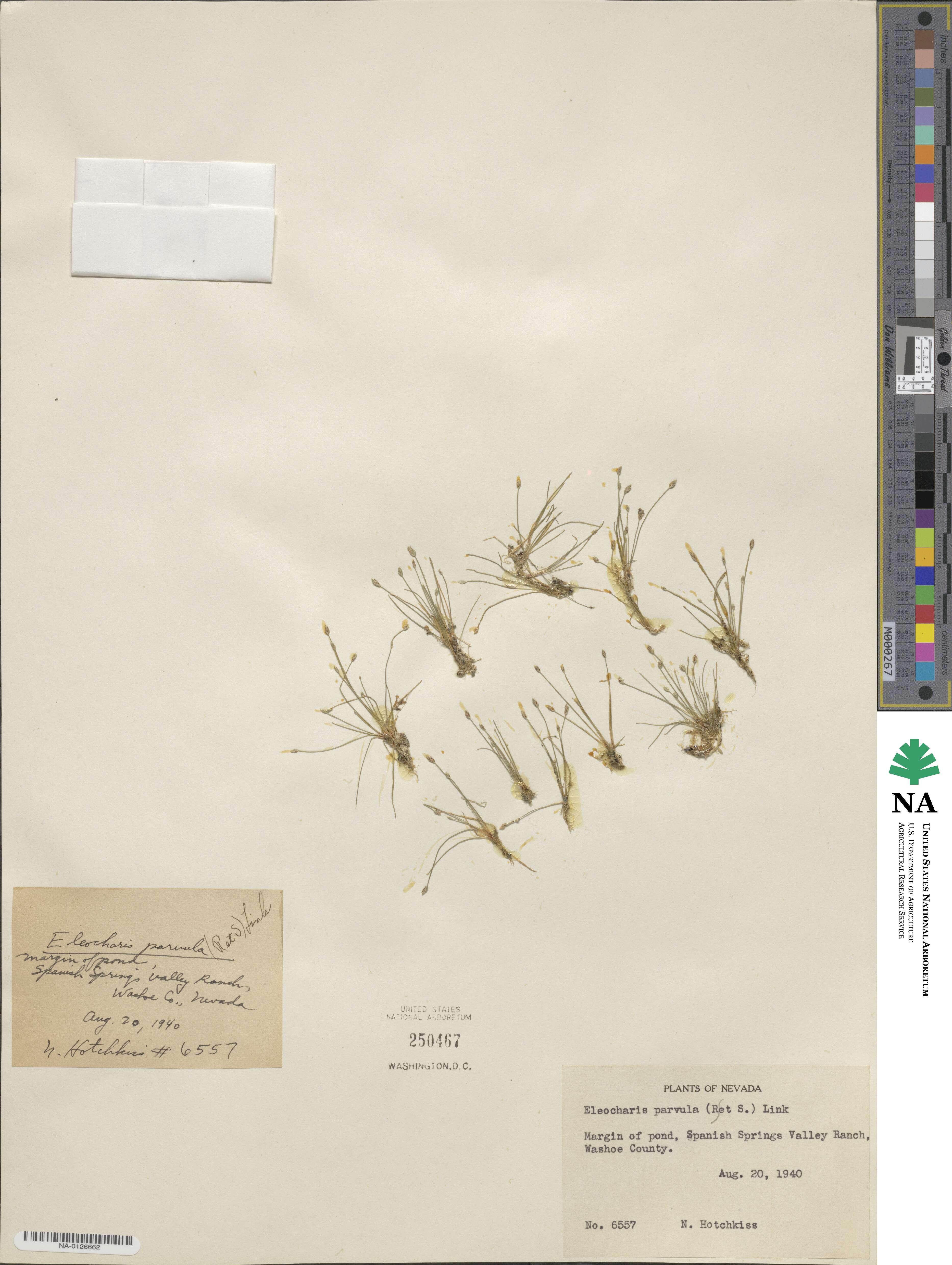 Eleocharis parvula image