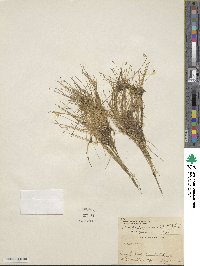 Eleocharis parvula image