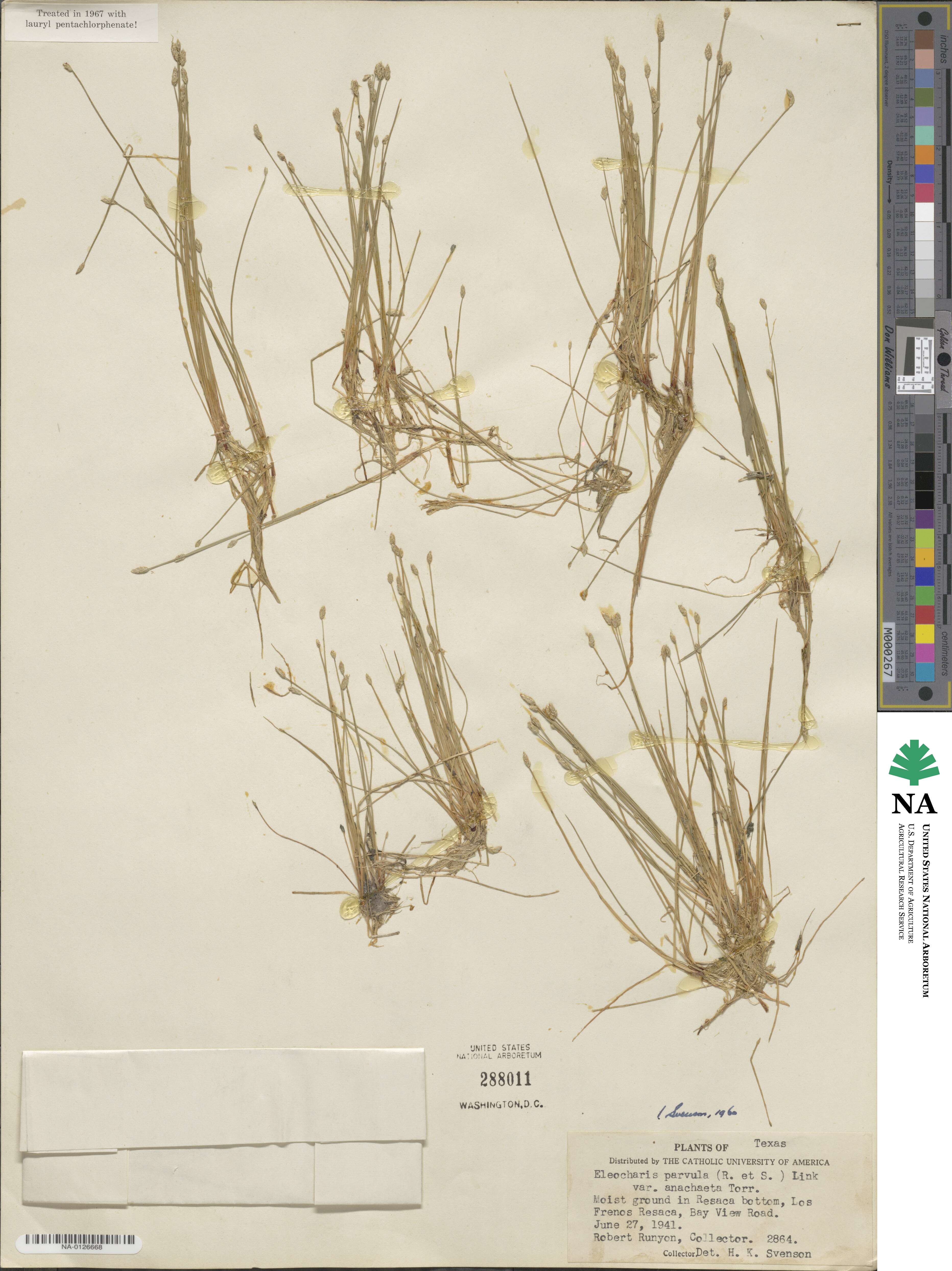 Eleocharis coloradoensis image