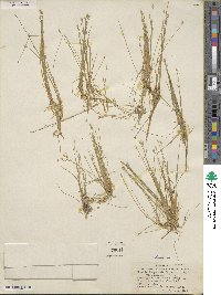 Image of Eleocharis coloradoensis