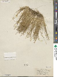 Eleocharis coloradoensis image