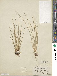 Eleocharis quinqueflora image