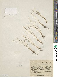 Eleocharis quinqueflora image