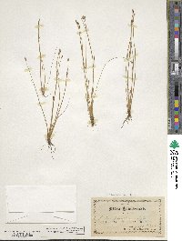 Eleocharis quinqueflora image