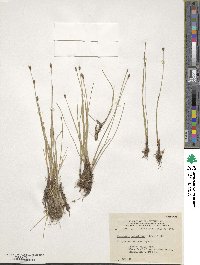 Eleocharis quinqueflora image