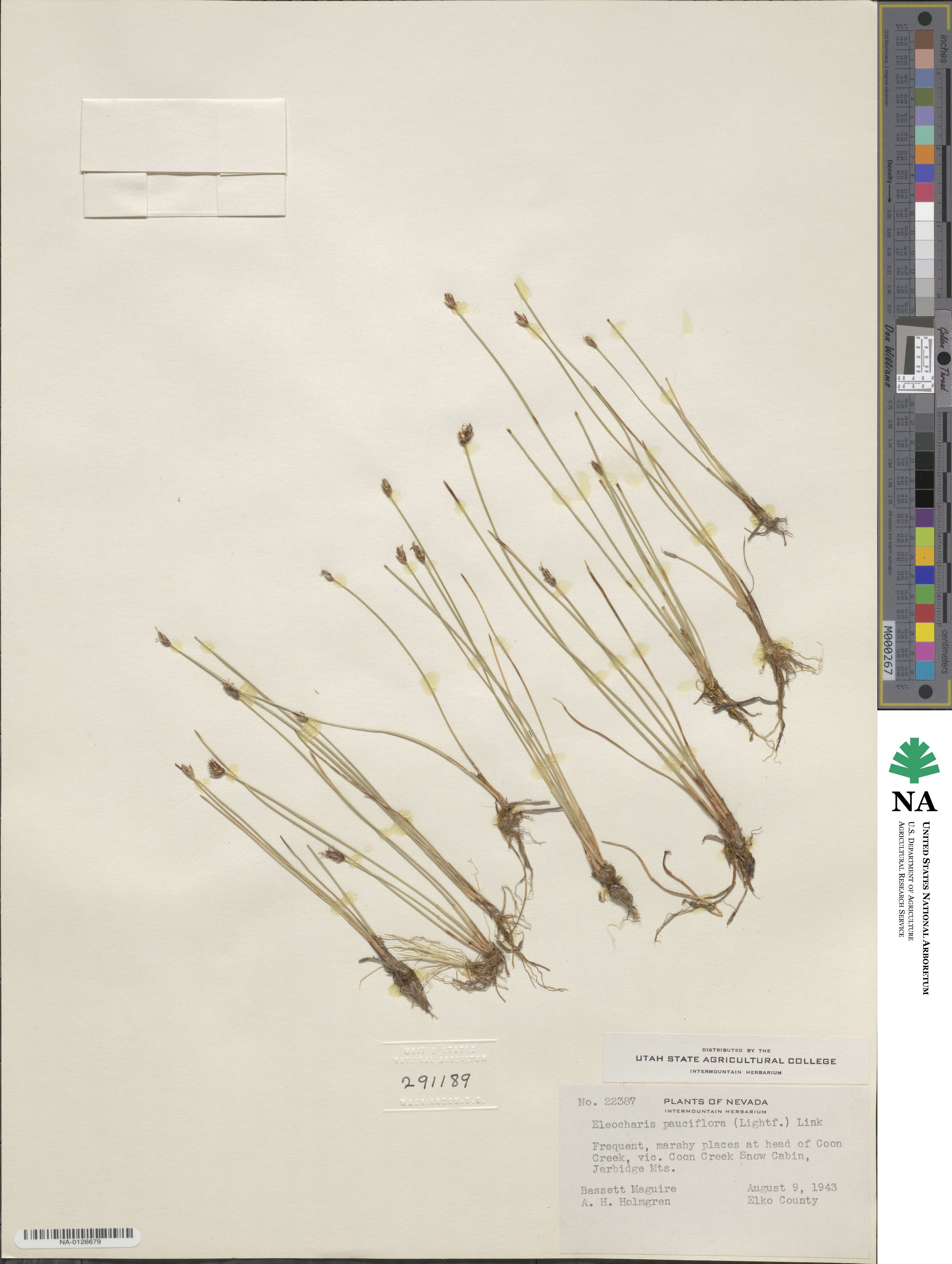 Eleocharis quinqueflora image