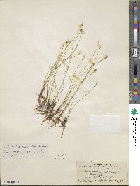 Eleocharis quinqueflora image