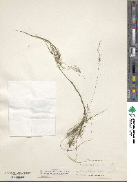 Eleocharis baldwinii image