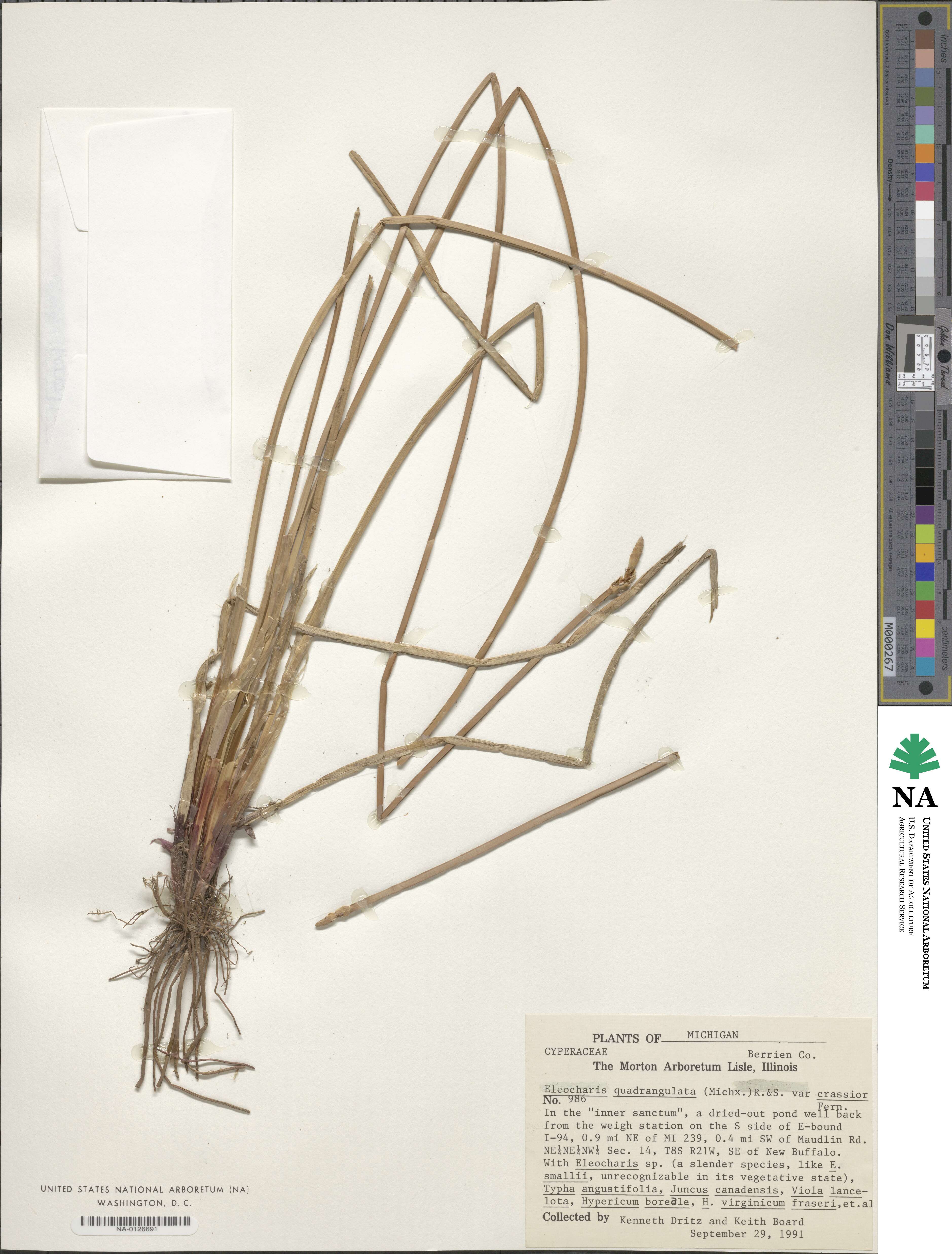 Eleocharis quadrangulata image