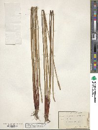 Eleocharis quadrangulata image