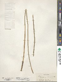 Eleocharis quadrangulata image