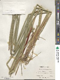 Eleocharis quadrangulata image