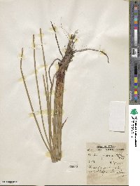 Eleocharis quadrangulata image