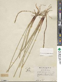 Eleocharis quadrangulata image