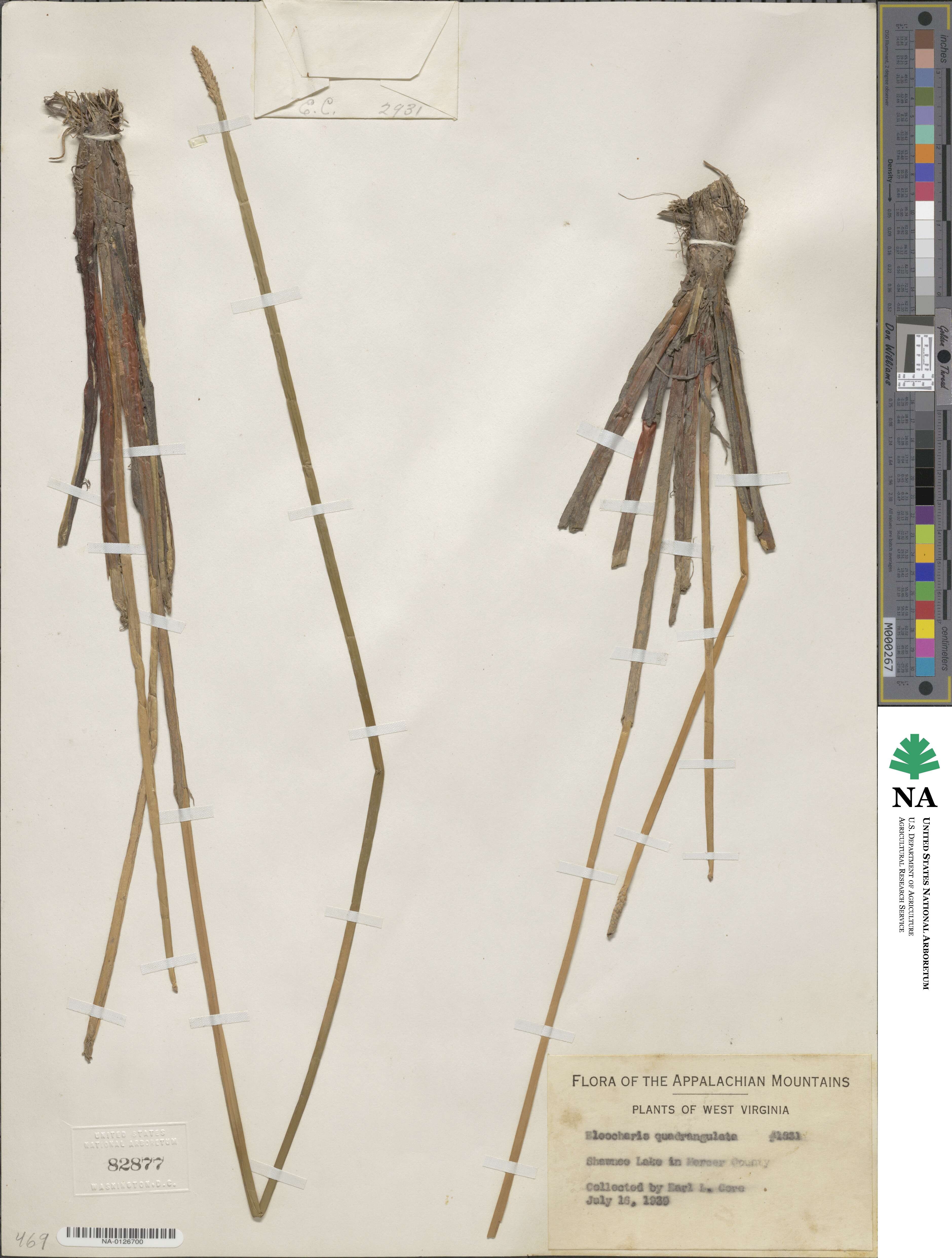 Eleocharis quadrangulata image