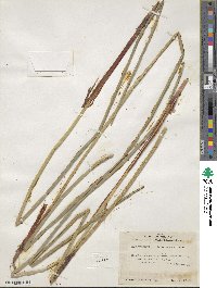 Eleocharis quadrangulata image