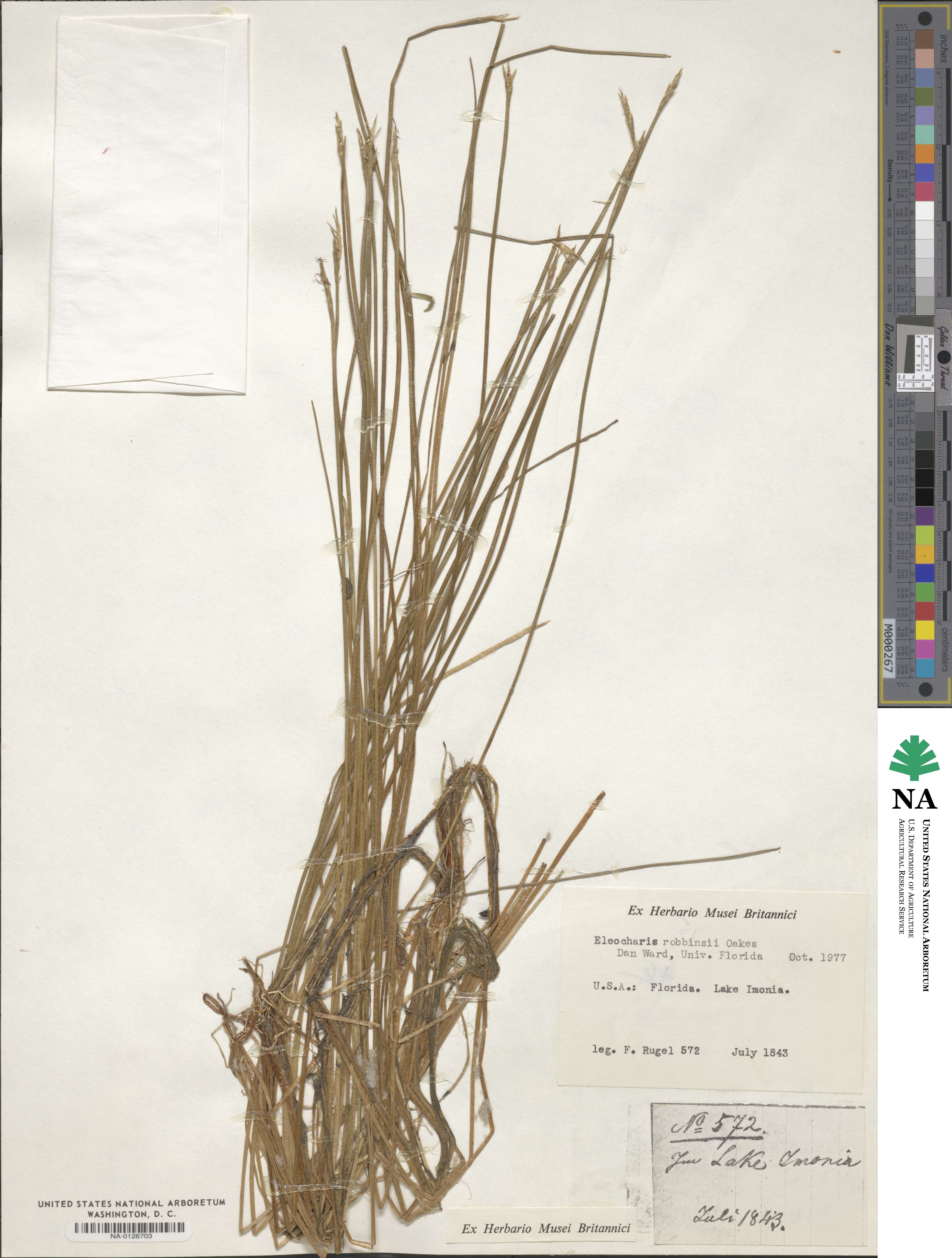 Eleocharis robbinsii image