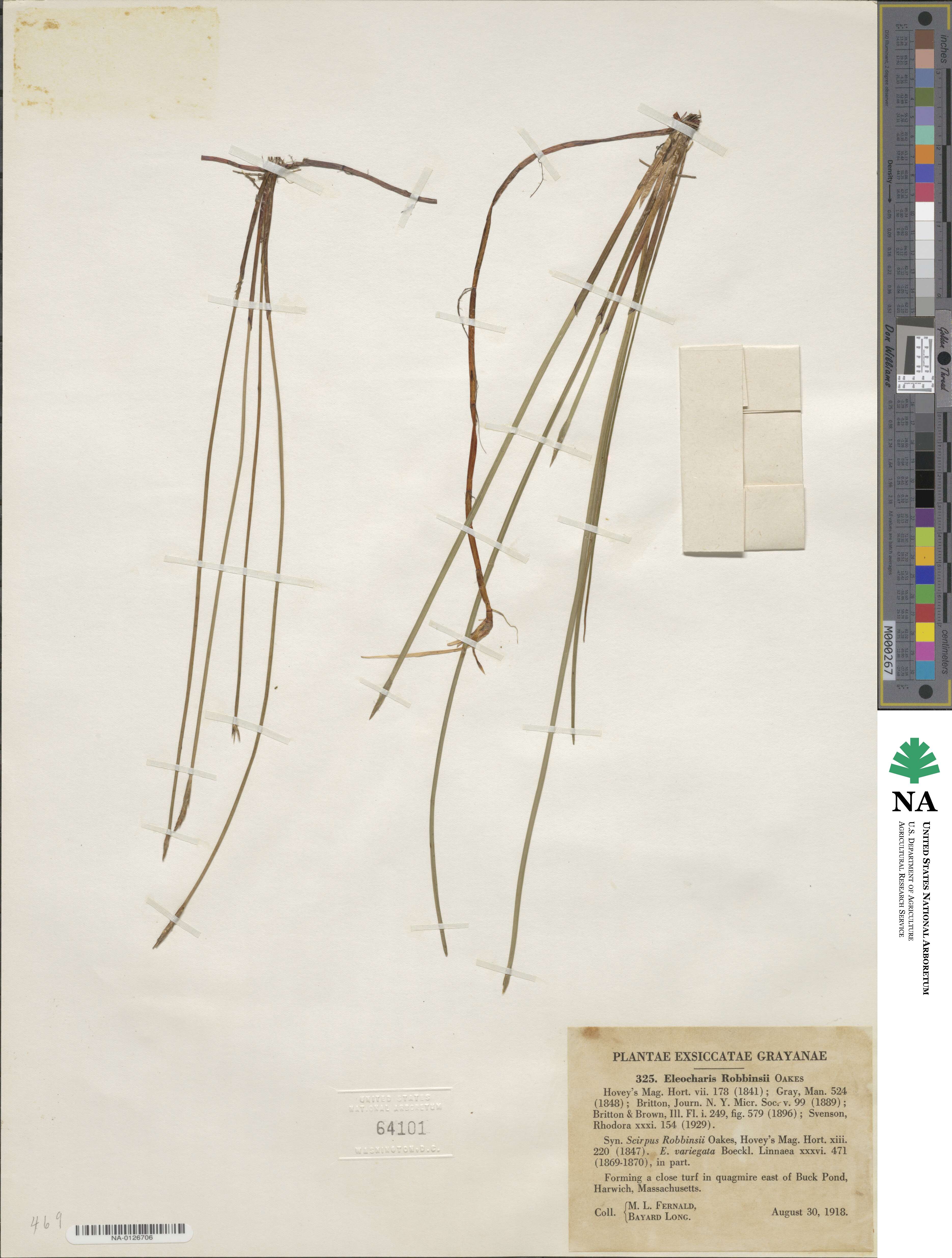 Eleocharis robbinsii image