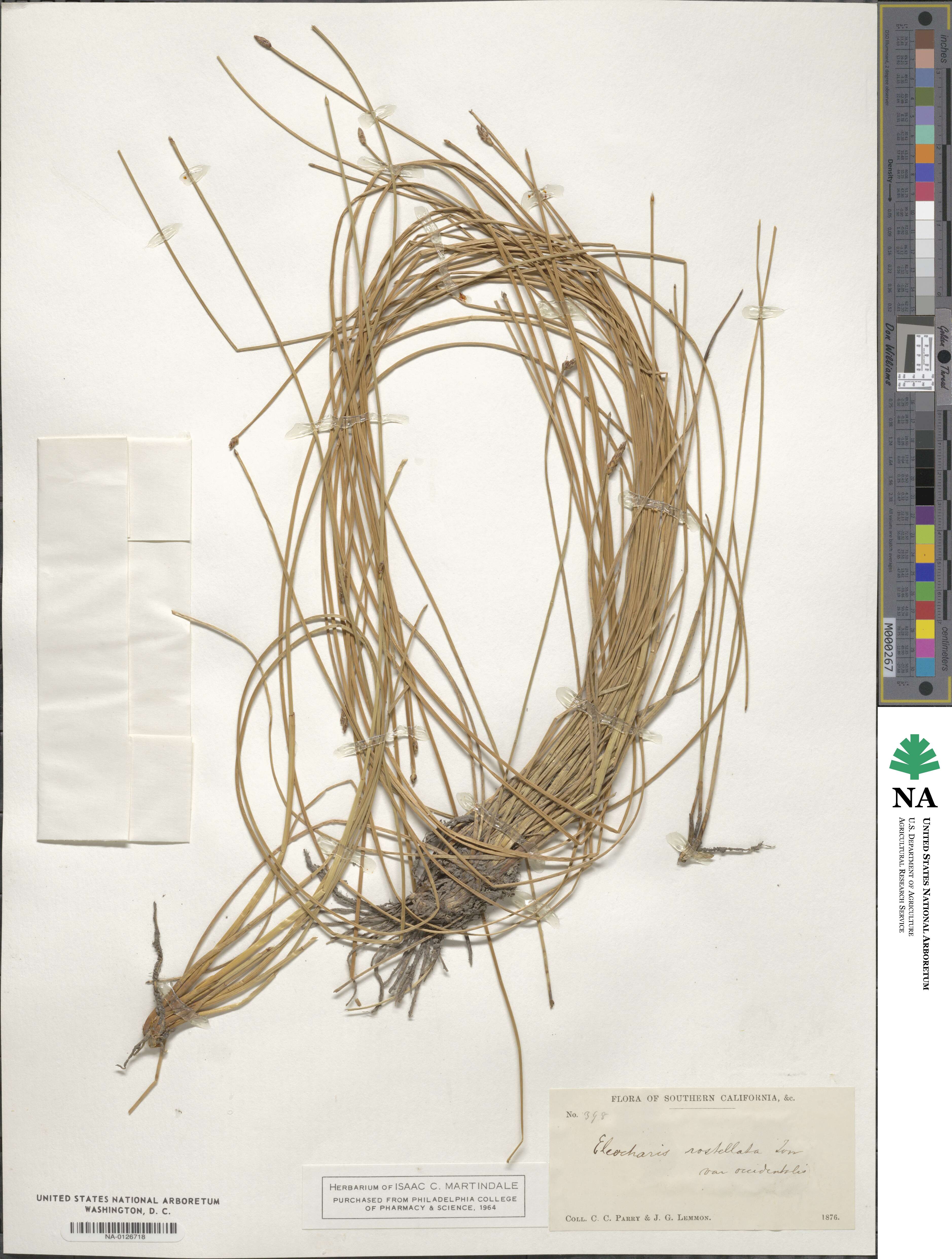 Eleocharis rostellata image