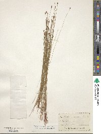 Eleocharis tenuis image