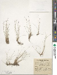 Eleocharis tenuis image