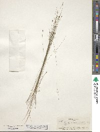 Eleocharis tenuis image