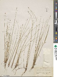 Eleocharis tenuis image