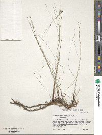 Eleocharis tenuis var. verrucosa image