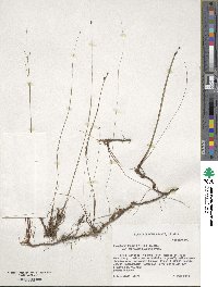 Eleocharis tenuis image