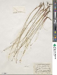 Eleocharis tenuis image