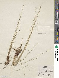 Eleocharis tenuis image