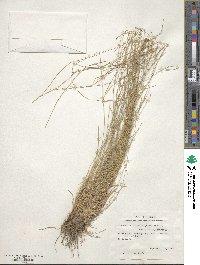 Eleocharis tortilis image